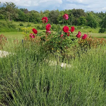 Marko Aurelia Tar-Vabriga